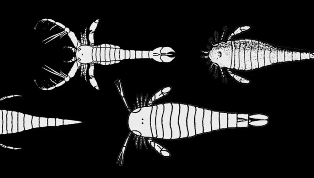 Algunas especies de euriptéridos (escorpiones marinos) que podían medir algo más de dos metros y pesar más de 150 kilos.