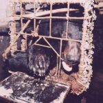 Oso en una jaula de una granja de bilis de Huizhou (Vietnam)