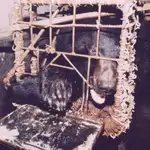  Granjas de bilis de oso: el maltrato animal de la medicina alternativa