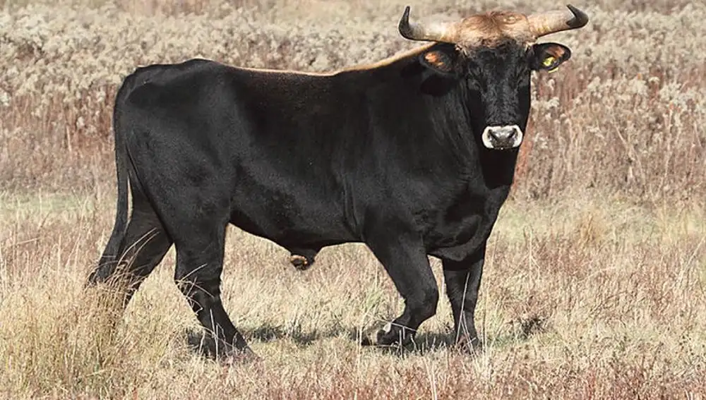 Macho de ganado de Taurus.