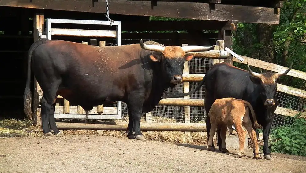 Macho, hembra y ternero de ganado de Heck en el parque de Rheingönheim