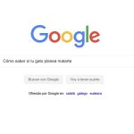 '¿Cómo saber si tu gato planea matarte', entre las 50 preguntas más buscadas
