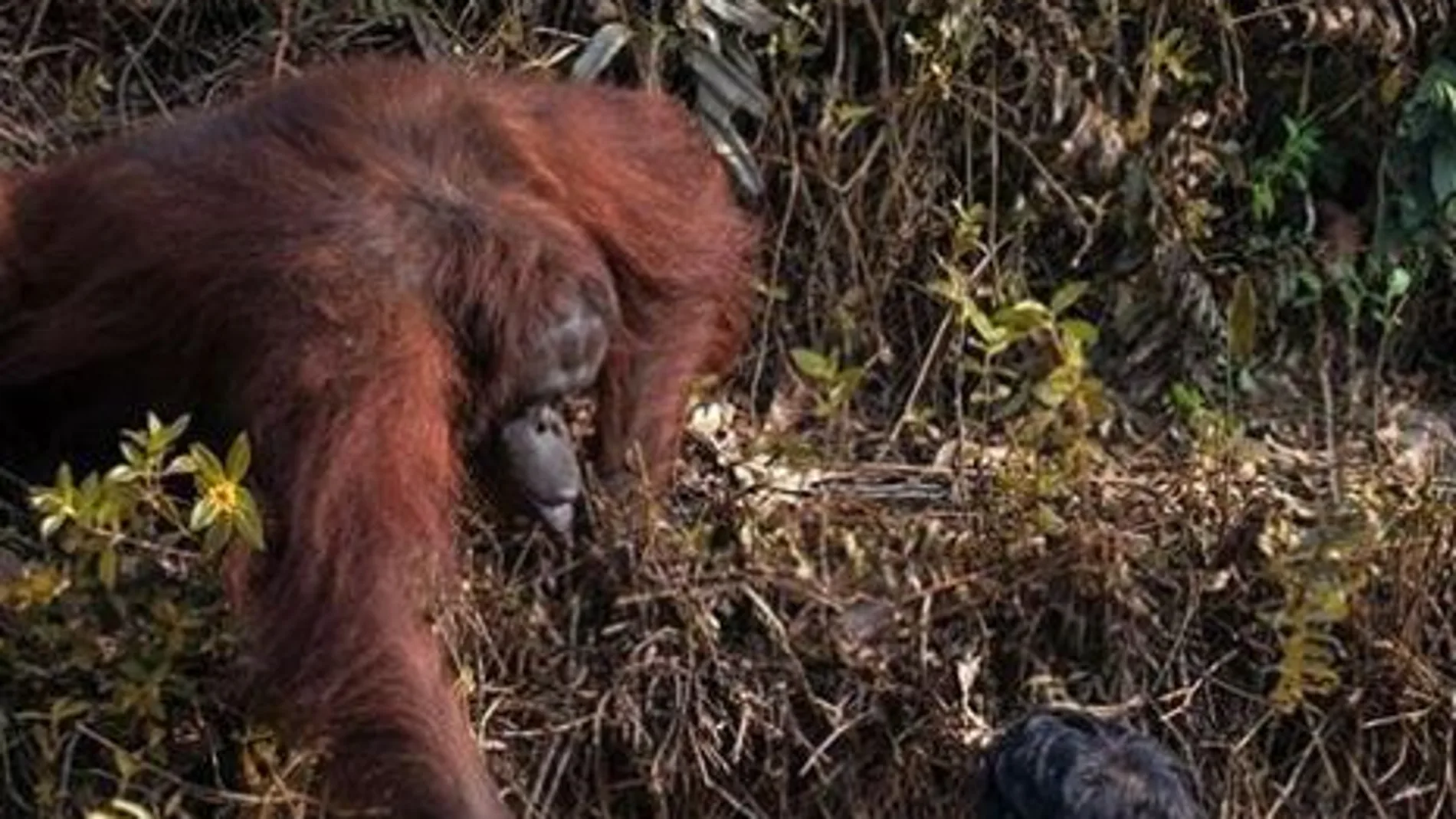 El hombre no agarró la mano del animal por precaución / Anil T Prabhakar