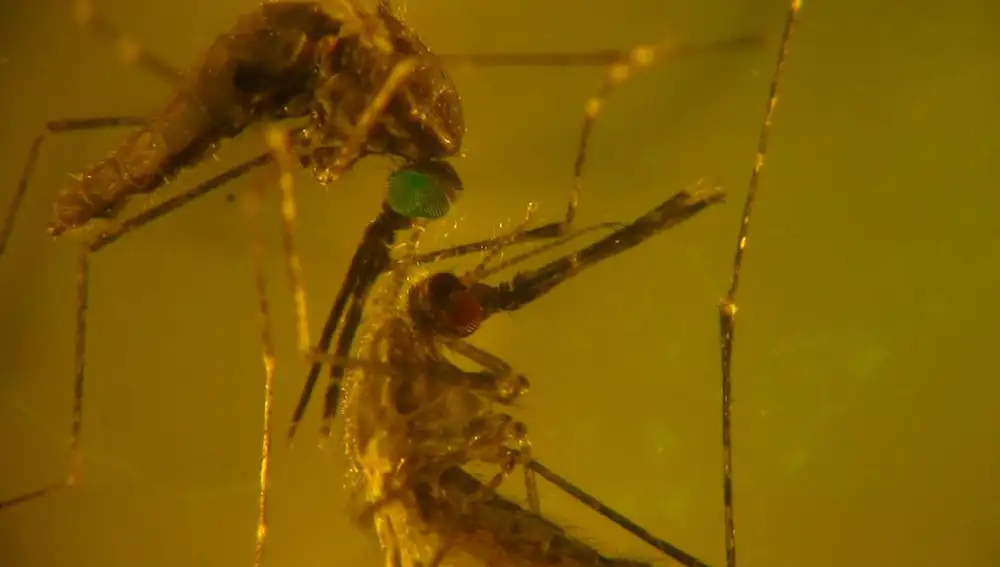 Un mosquito mutante (ojos verdes) que carece del receptor IR21a, que lo ayuda a navegar hacia el calor, que se muestra con un mosquito normal (ojos rojos)