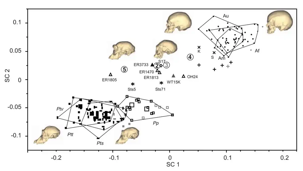 Esta gráfica muestra una comparativa de la variabilidad que observamos en Homo sapiens (puntos en la parte superior de la imagen, con áreas que representan las poblaciones de Australia, América y África), chimpancés (cuadrados rellenos), bonobos (cuadrados vacíos) y varios especímenes de humanos arcaicos. Entre éstos, los círculos con números representan individuos de Homo georgicus, los triángulos individuos de Homo habilis y Homo ergaster y el rombo un individuo de Homo erectus. El eje horizontal cuantifica si la cara es aplanada (valores positivos) o alargada (valores negativos), y el eje vertical cuantifica la capacidad craneal.