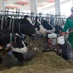 Cada vez son menos las explotaciones de vacuno de leche en Castilla y León por su baja rentabilidad
