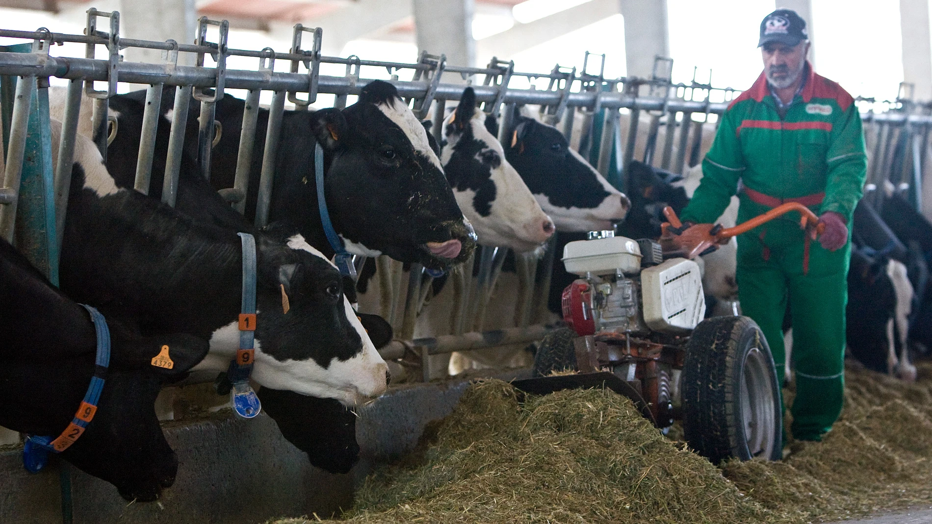 Cada vez son menos las explotaciones de vacuno de leche en Castilla y León por su baja rentabilidad