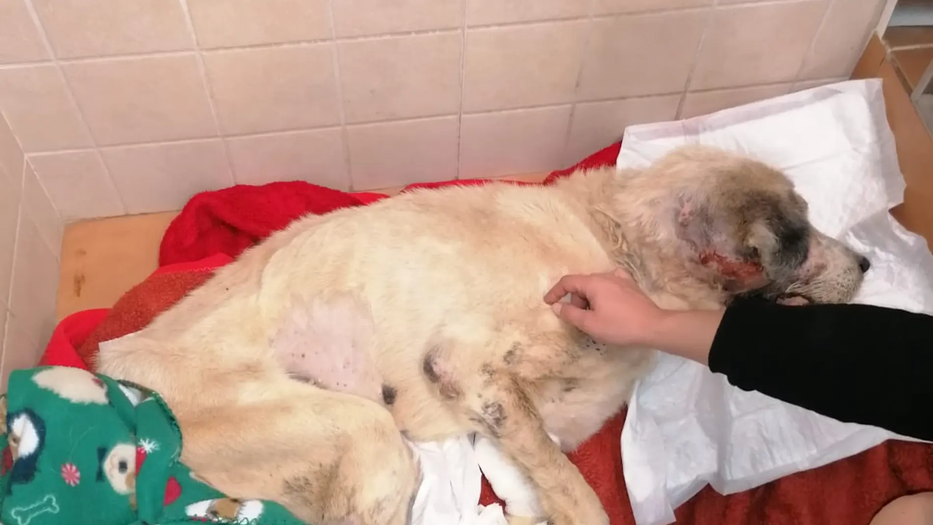 Los veterinarios creen que pudo haber estado encerrado en un campo o en un almacén