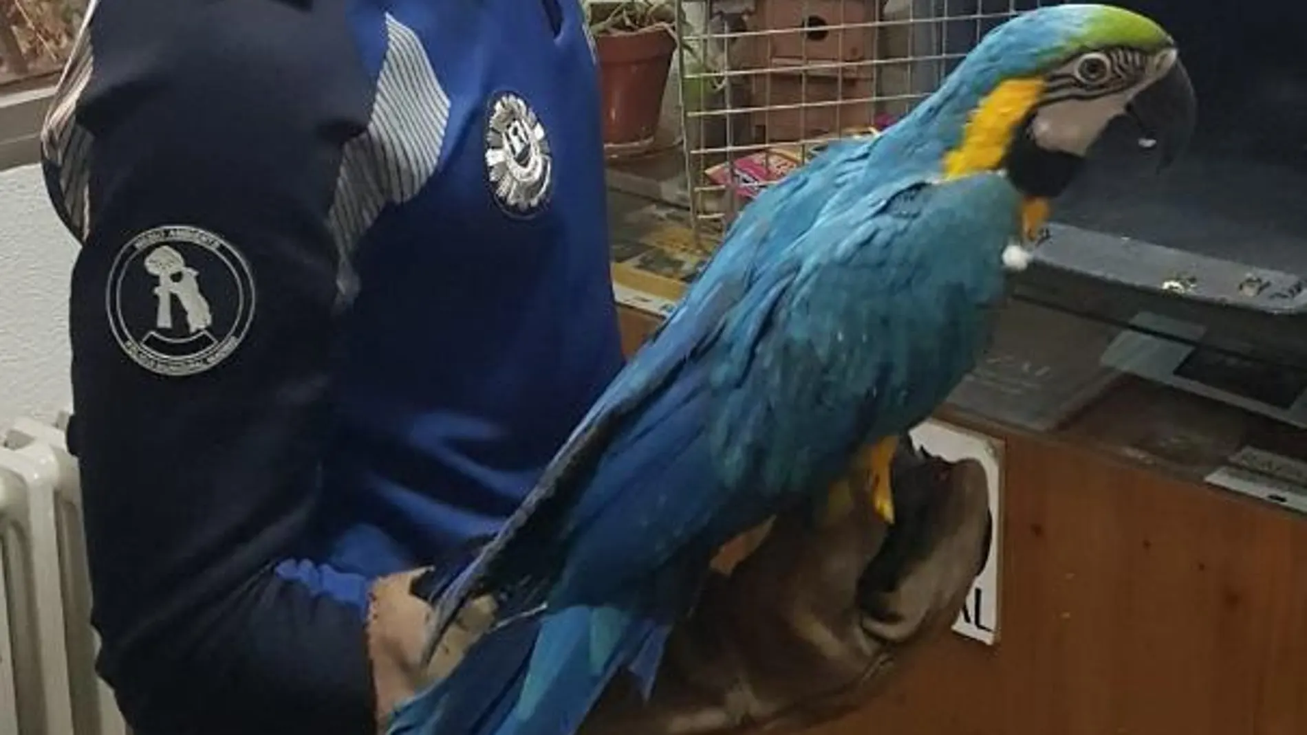 Rescatado un guacamayo en pleno Madrid