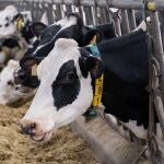 La policía le comentó al campesino indio que era imposible registrar una denuncia de ese tipo contra sus vacas