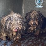 Perros en mal estdo intervenidos a un hombre que tenía 16 canes hacinados en un piso de Málaga