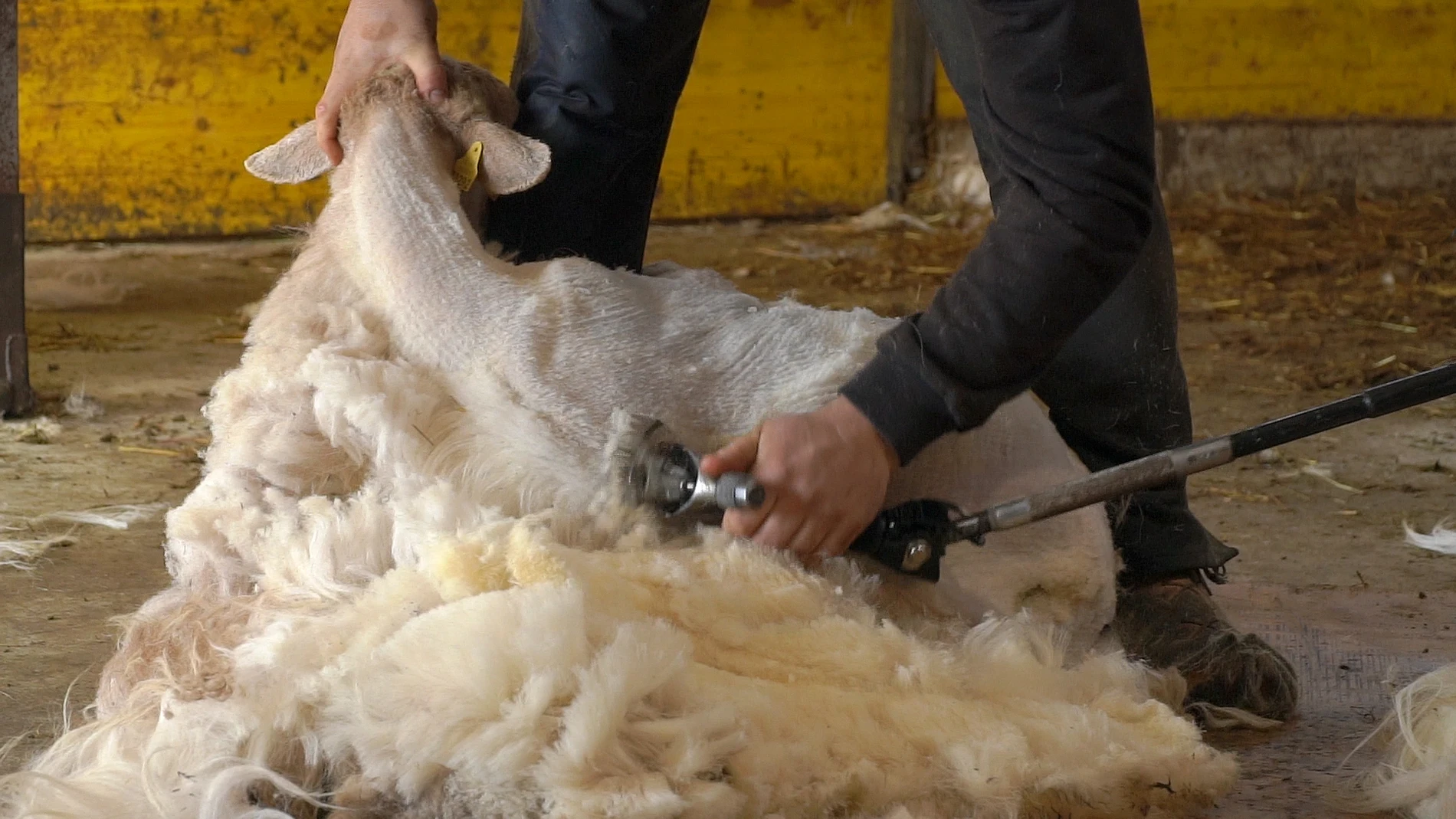 Existen cerca de un millón de ovejas latxas en Euskadi