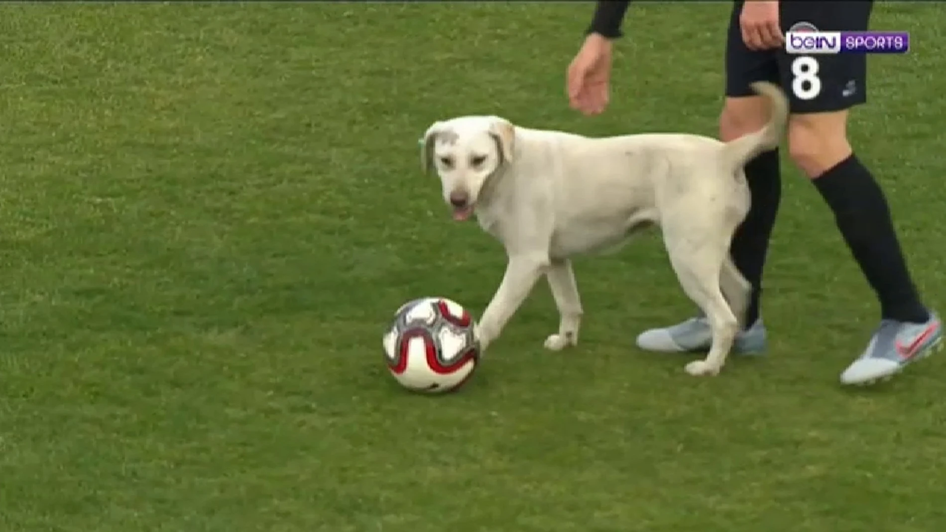 Un perro con habilidades futbolísticas irrumpe en un partido en Turquía