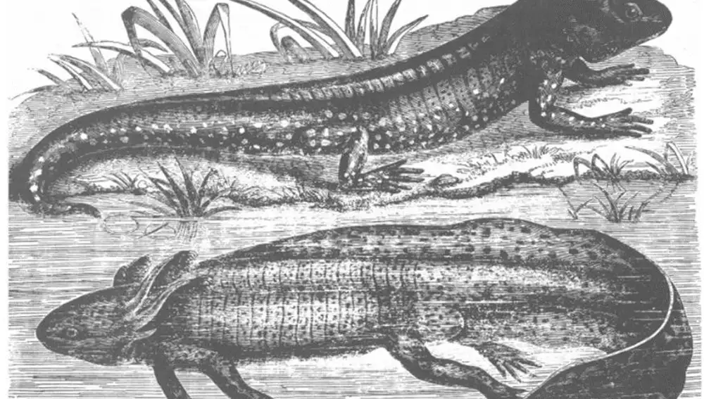 Ilustración de dos axolotl, por Auguste Duméril (abajo un juvenil y arriba un adulto)
