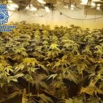 Marihuana intervenida por la Policía Nacional en este operativo