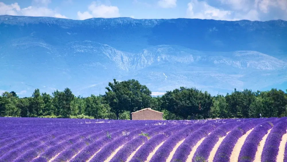 Durante los meses de verano florece en la Provenza francesa la olorosa lavanda.