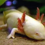 Fotografía de un axolotl