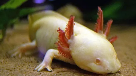 Fotografía de un axolotl