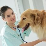 Veterinaria examina a un perro