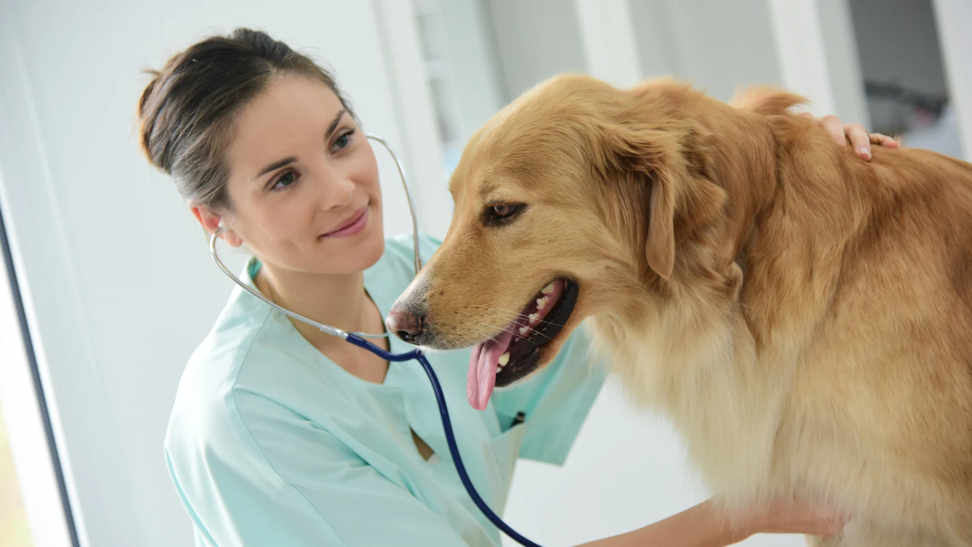 Veterinaria examina a un perro