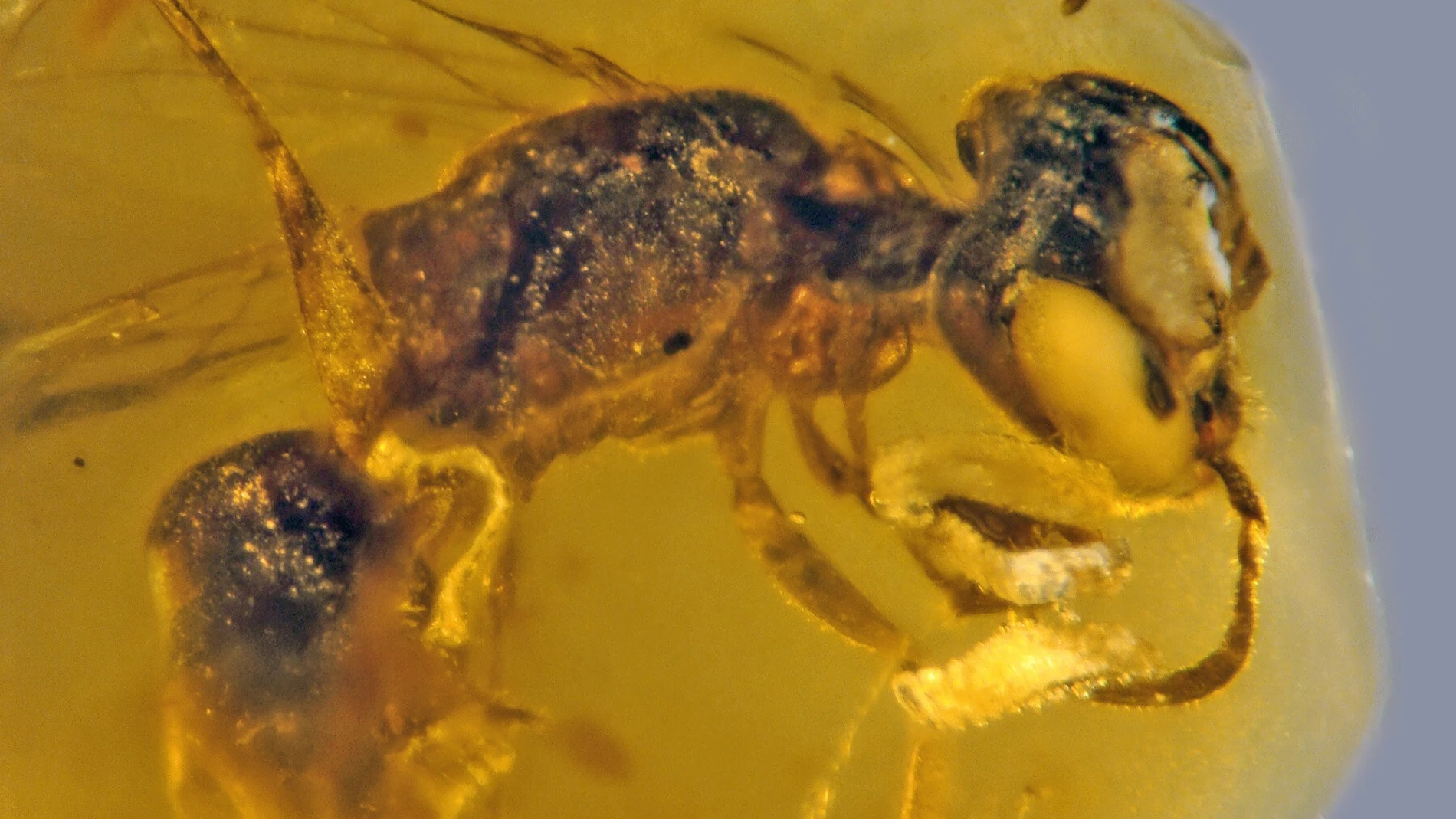 Ejemplar de 100 millones de años con polen de la abeja discoscapa apicula.