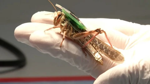 saltamontes cyborg