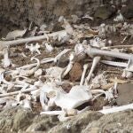 Restos óseos descubiertos el verano pasado en el enterramiento prehispánico ubicado en una cueva inaccesible del barranco de Guayadeque
