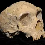Cráneo de humano antiguo - UNIVERSIDAD DE UTAH