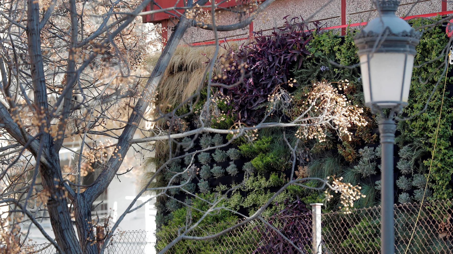 Un colegio utiliza un jardín vertical para limpiar y reutilizar como riego sus aguas grises