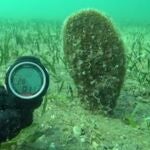 Imagen de una de las nacras que habitan en el Mar Menor