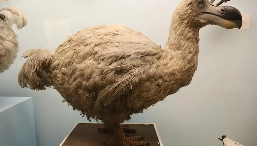 Reconstrucción de un dodo (Natural History Museum, London)