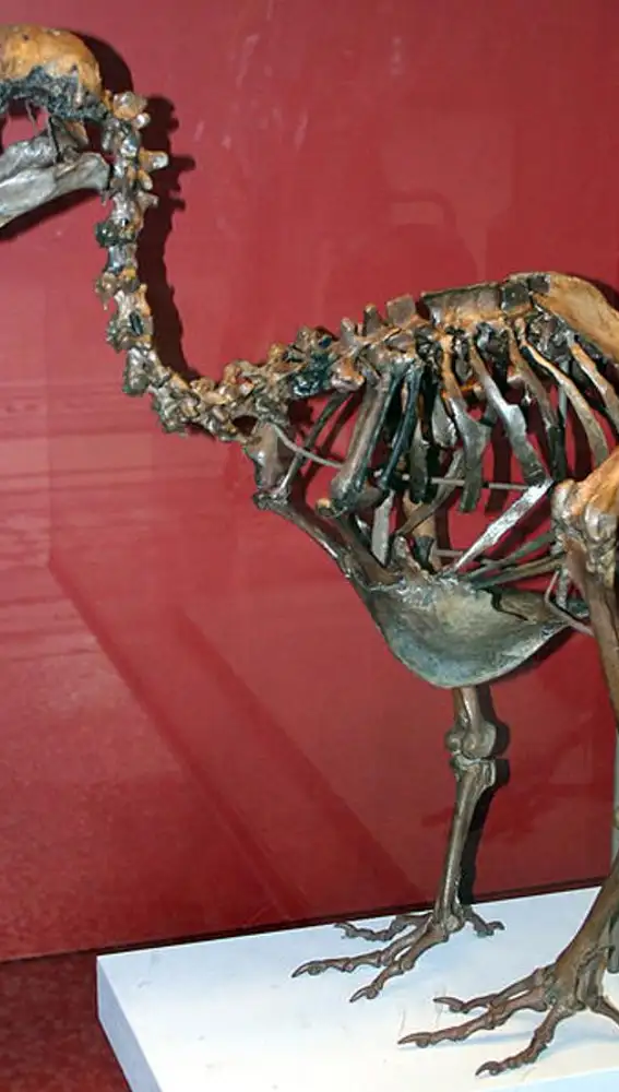 Esqueleto de un dodo (Natural History Museum, London, England)