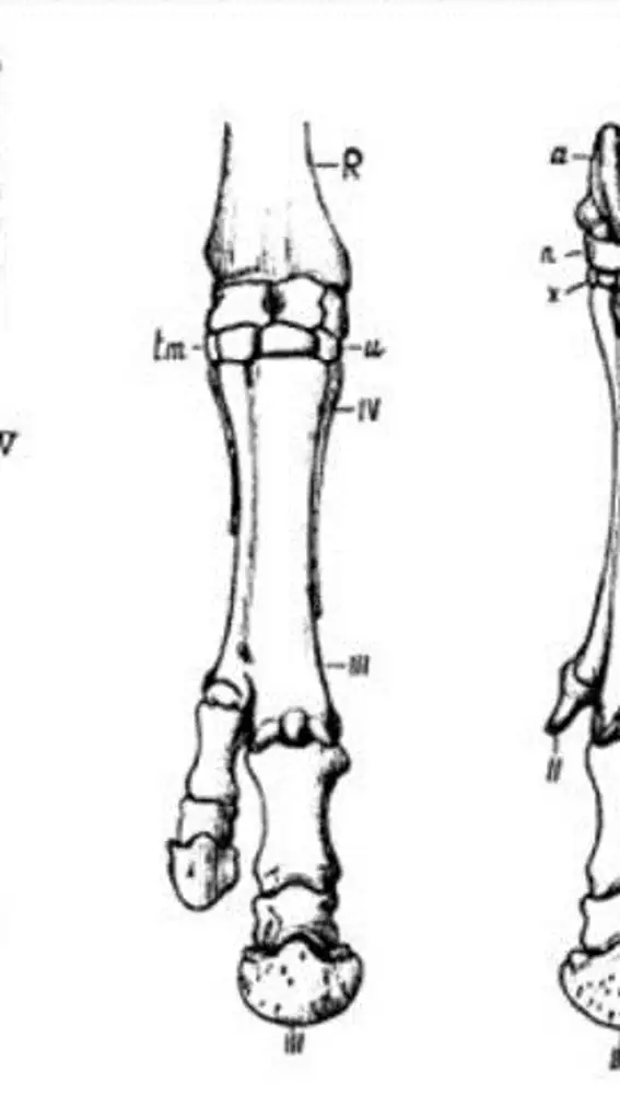 Dibujo de tres patas de caballo (Marsh 1892). 1: Normal. 2: Polidactilia supernumeraria. 3: Polidactilia atávica