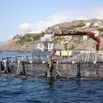 Este proyecto se enmarca en el Programa Operativo del Fondo Europeo Marítimo y de Pesca (FEMP) 2014-2020