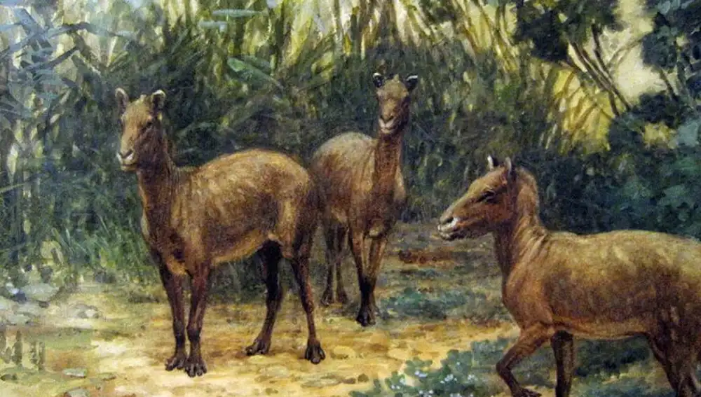 Pintura de tres eohippus (obra de Charles R. Knight en 1905)
