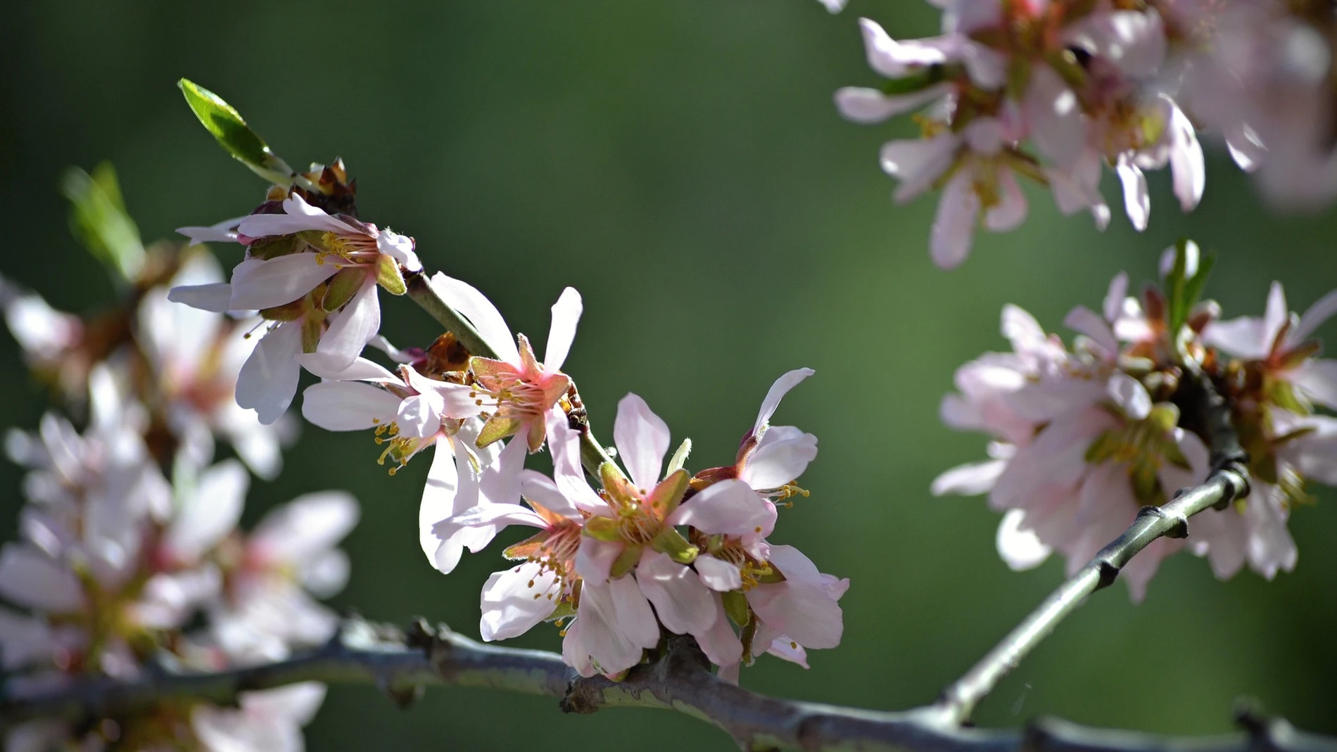 Almendro en flor de la Quinta de los Molinos