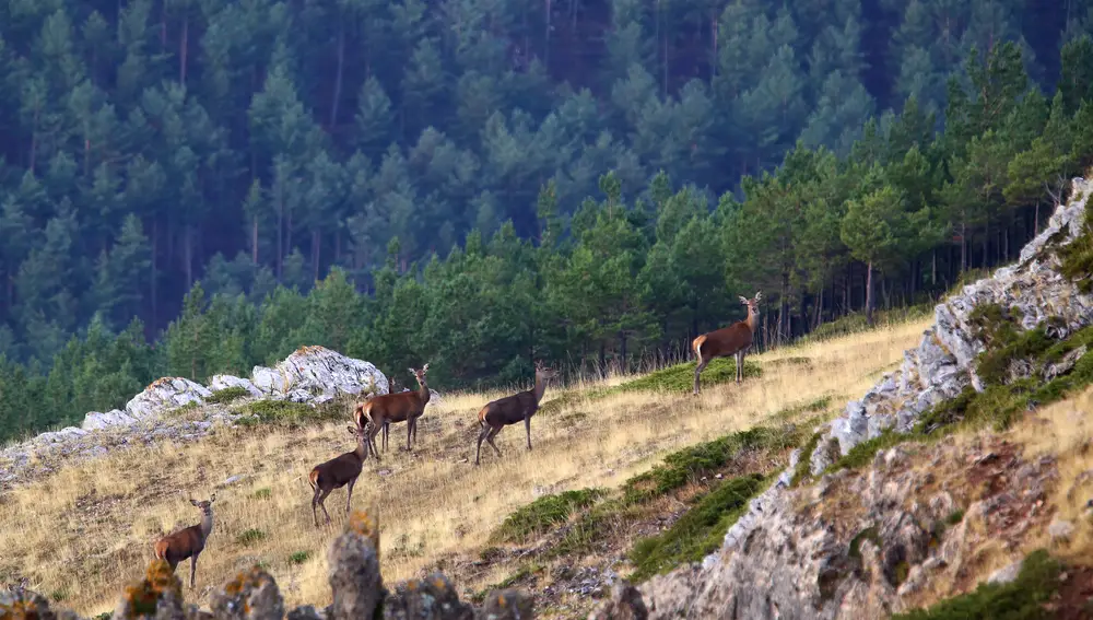 Varios ciervos en la Montaña Palentina