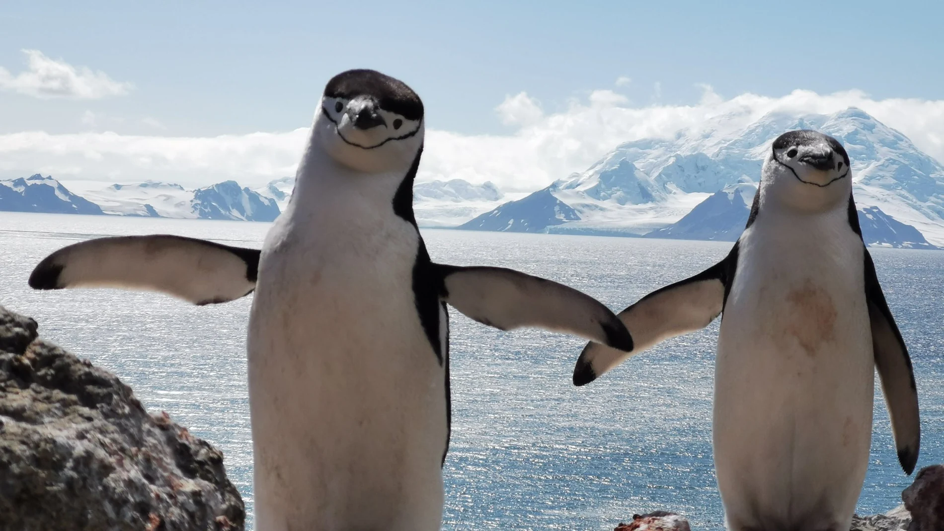 La Base Antártica "Gabriel de Castilla" se encarga del cuidado de los pingüinos barbijos de Isla Decepción