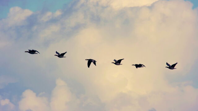 Migración de patos