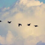 Migración de patos