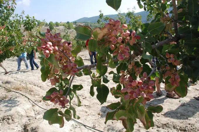 Cultivos alternativos para las zonas altas de la Región de Murcia
