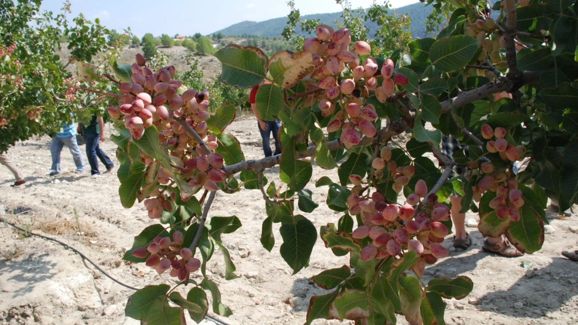 El pistacho es uno de los cultivos alternativos que permite a los agricultores de las zonas altas de la Región combatir el despoblamiento rural