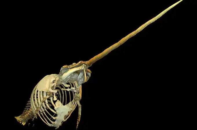 El animal que podría oler por los dientes: el narval