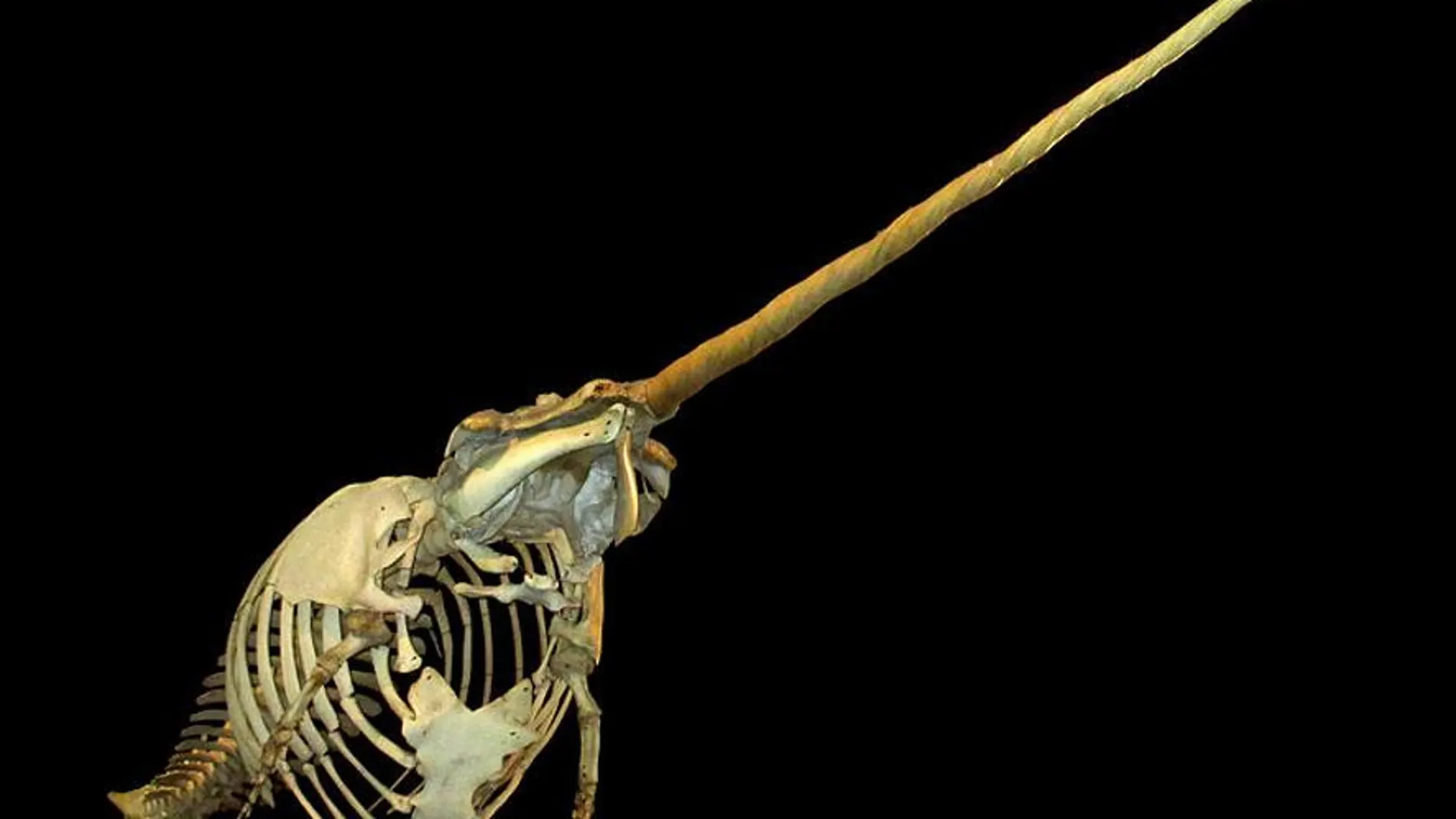 Esqueleto de un narval macho en el Museo de Ciencias Naturales de Gothenburg (Suecia)