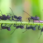 "Muchos servicios son prestados por insectos. La polinización es la más obvia, muchos cultivos dependen de ellos"