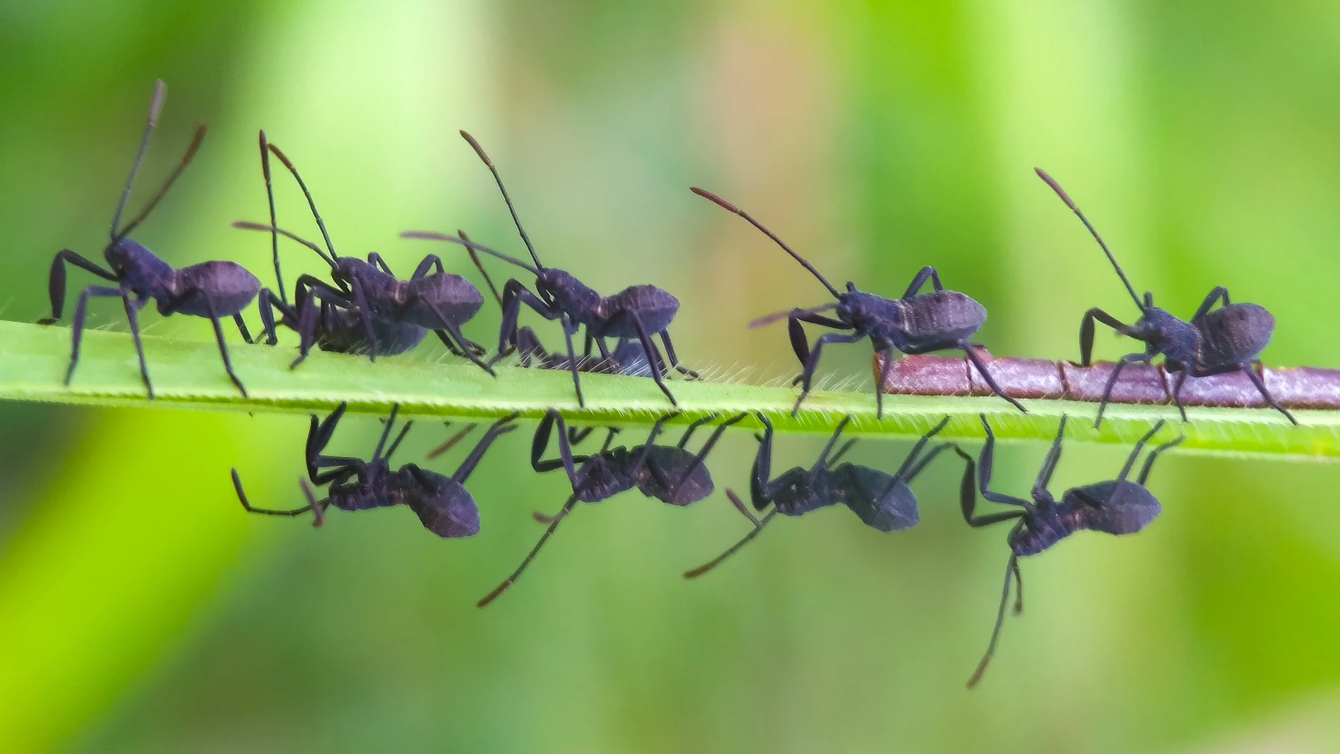 "Muchos servicios son prestados por insectos. La polinización es la más obvia, muchos cultivos dependen de ellos"