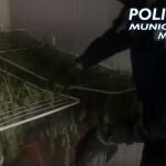 El fuerte olor que desprendía la sustancia llevó a los agentes de la Policía Municipal hasta una caseta de obra en la que tenían un secadero