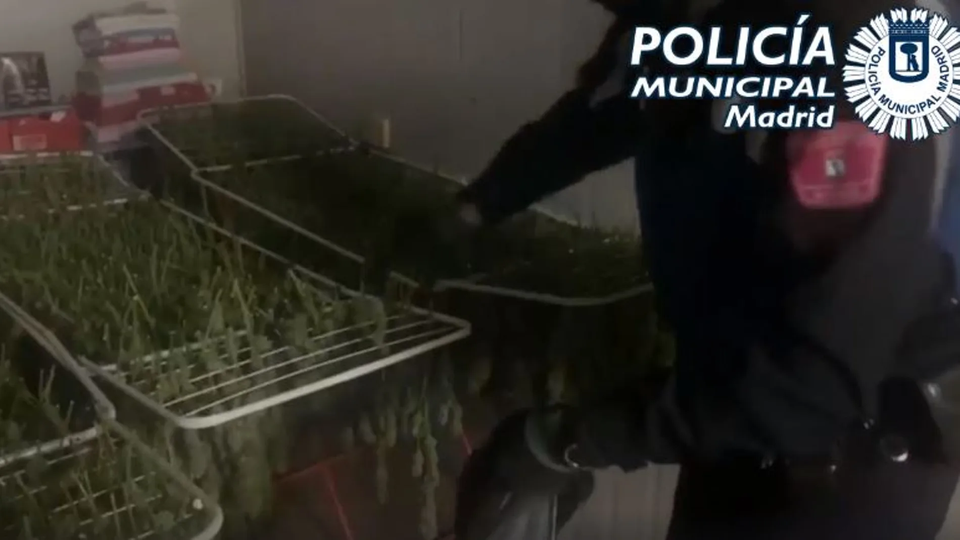 El fuerte olor que desprendía la sustancia llevó a los agentes de la Policía Municipal hasta una caseta de obra en la que tenían un secadero