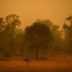 Australia tras los incendios