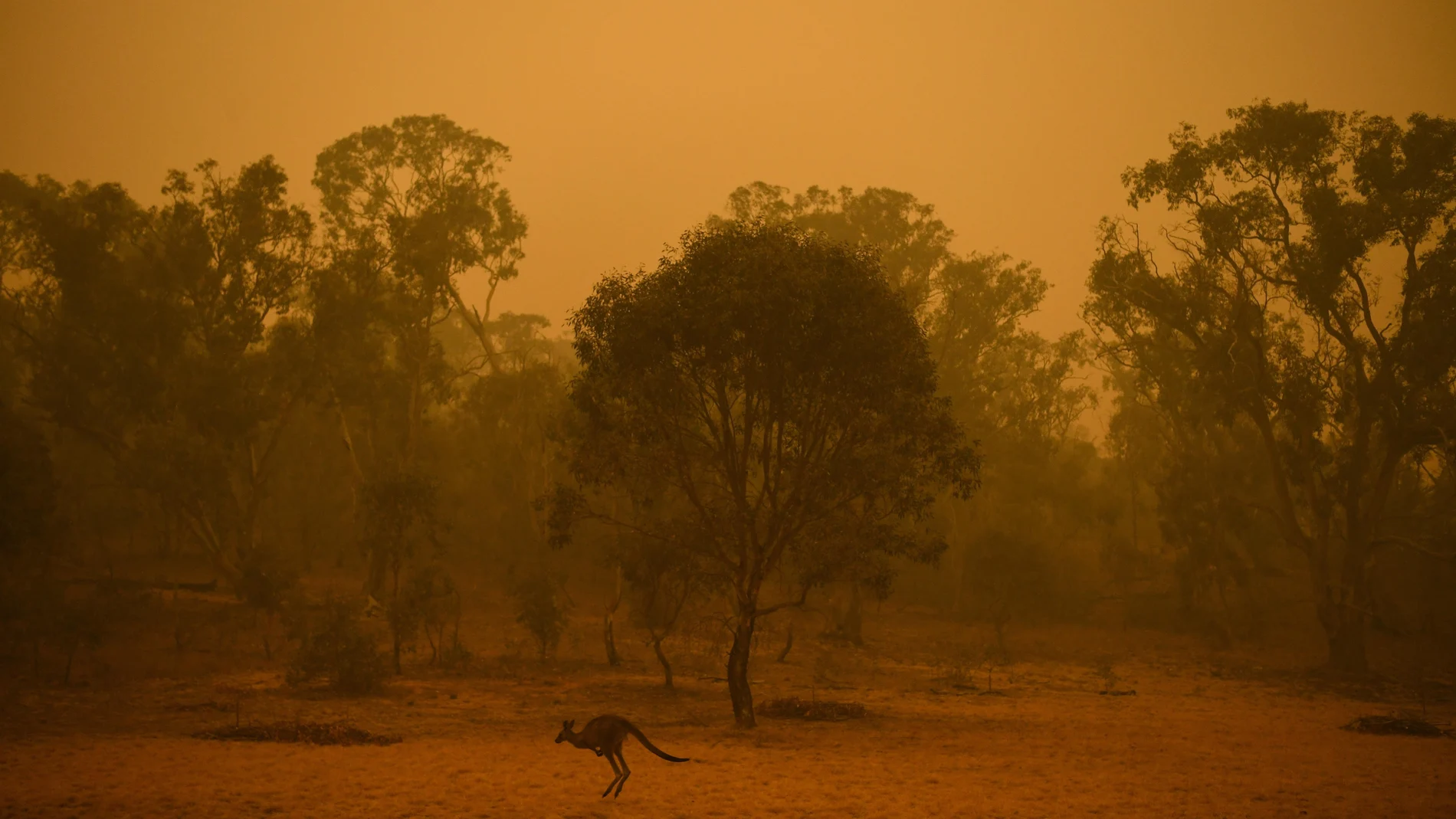 Australia tras los incendios